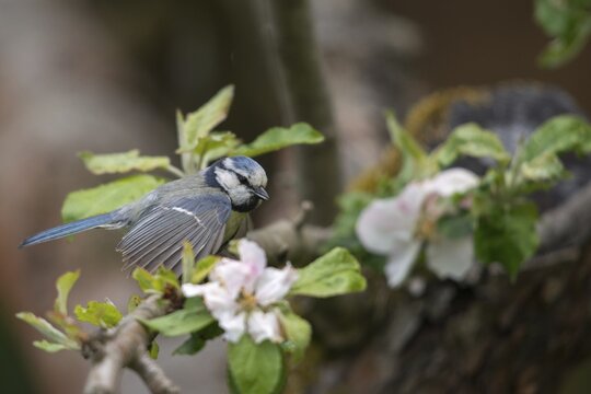 Blue tit, parus caeruleus, courtship, courtship behavior, birds, tit, passeri, songbirds, songbirds, tits, birds