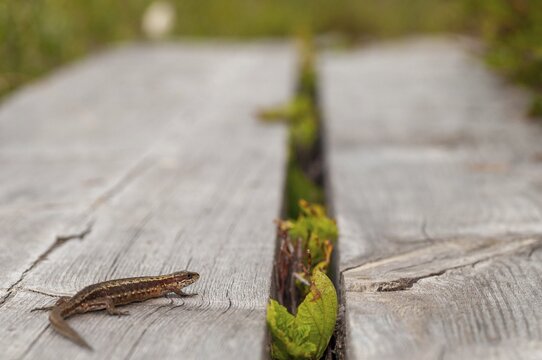 Mountain lizard, Finland, Lacerta vivipara, bog lizard, viviparous lizard, zootoca, common lizard, critters, lizards, lizards, reptiles