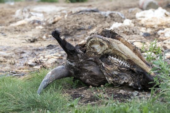 Carrion, raptor feeding, carrion, feeding ground, carcass, Luderplatz