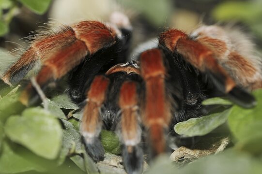 Mexican red-legged tarantula or orange-legged tarantula (Brachypelma boehmei), captive, occurrence in Mexico