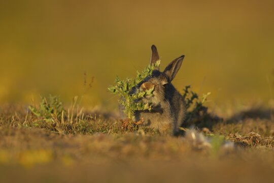 Rabbit (Oryctolagus cuniculus) juvenile baby animal feeding on a thistle plant, Suffolk, England, United Kingdom