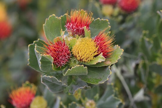 Pincuspid Protea, (Protea Leucospermum oleifolium), flower, flowering, silver tree plant, Kirstenbosch Botanical Garden, Cape Town, South Africa