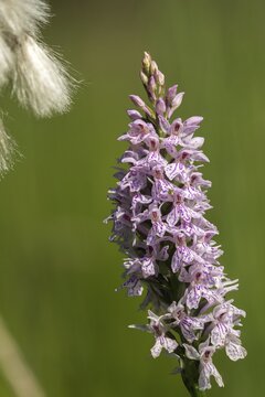 Dactylorhiza fuchsii, fox orchid, fox fingerroot, fox's fingerwort, fox's fingerroot, fox's orchid, orchids, orchid plants, forest orchid, common spotted orchid, flora, high size, portrait format, plants, plants, plants