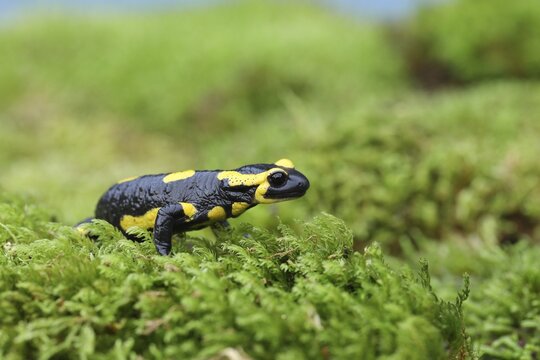 Fire salamander (Salamandra salamandra), running over moss, Wildlife, North Rhine-Westphalia, Germany