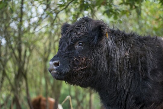 Artiodactyla, belted galloway, belties, bos taurus sspec.5, cattle, even-toed ungulate, galloway cattle, cloven-hoofed, domesticated animals, pet, mammals, cattle, mammals