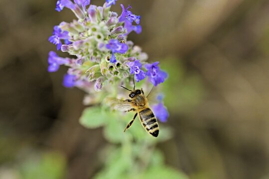 Western honey bee (Apis mellifera), approaching a catnip (Nepeta faassenii) flower, Meienberg, Canton of Aargau, Switzerland