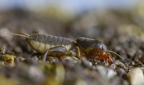 European mole cricket, grasshoppers, gryllotalpa gryllotalpa, half-devil, youth form, mole crickets, werre, dwarf, ensifera, grasshoppers, insects, insects, long-feeler scare, nymph