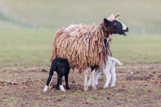 A female Jacob sheep (Ovis ammon F. aries) is nursing her two lambs in a meadow. Austria