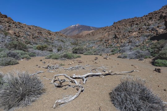 Rocky lava landscape with scattered high-mountain vegetation in the dry climate of the Teide National Park, above rises the distinctive Pico del Teide, 3715m, Teide National Park, Tenerife, Canary Islands, Spain
