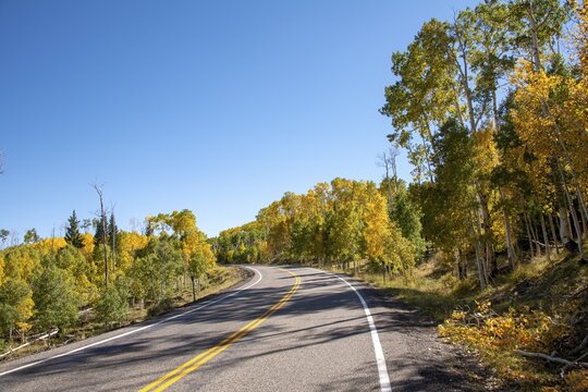 Highway 12 through autumnal aspen forest, Utah, Southwest, USA