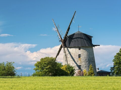 View over a green barley field to the tower windmill of Ebersroda, Freyburg (Unstrut), Saxony-Anhalt, Germany