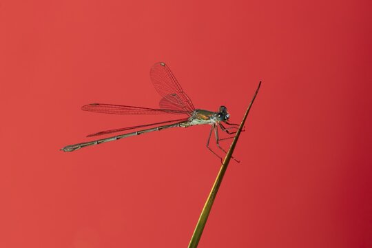 Emerald damselfly (Lestes sponsa) adult insect resting on a reed plant stem, England, United Kingdom