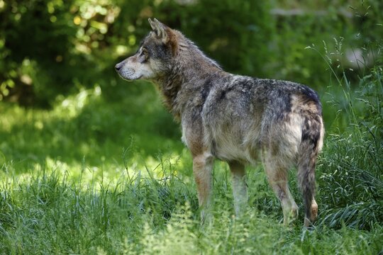 European gray wolf (Canis lupus) in the forest, France