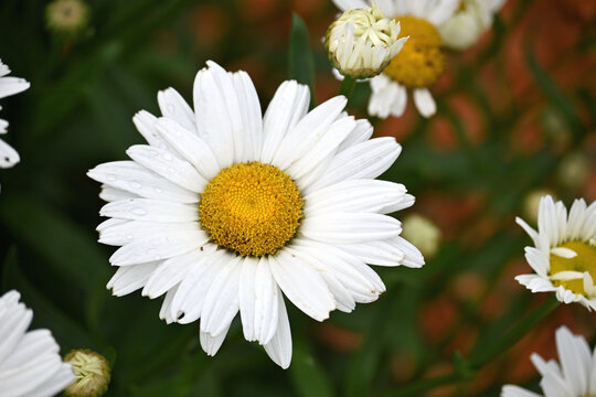 Daisy Closeup