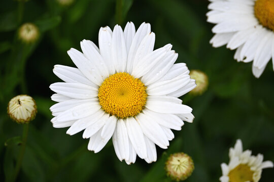 Closeup of Daisy