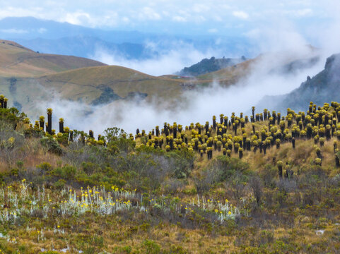 Aerial view of Nevado del Ruiz featuring unique frailejones plants across rolling high-altitude hills with patches of mist in Villamaria, Caldas, Colombia.