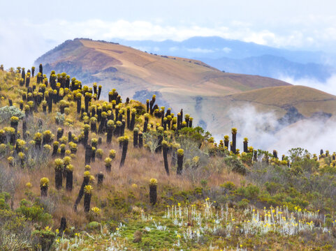 Aerial view of the Nevado del Ruiz paramo landscape featuring unique frailejones plants covering the rolling hills under a cloudy sky in Villamaria, Caldas, Colombia.