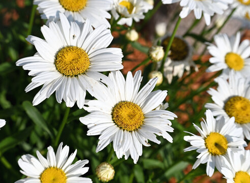 Daisies in the Sun