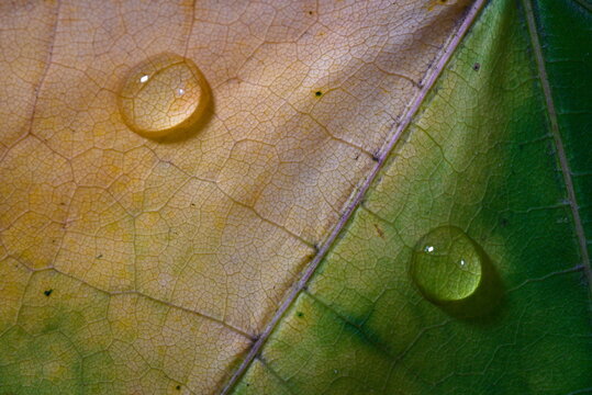 Close-up macro view of a diagonal leaf vein dividing golden-yellow and bright green sections, dotted with glistening round water droplets.