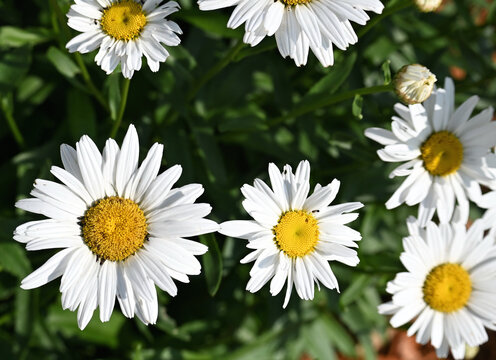 Daisies in the Sun