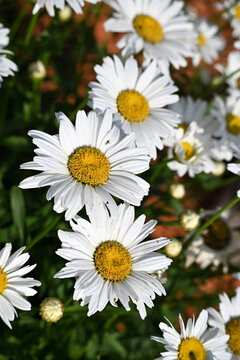 Daisies in the Sun