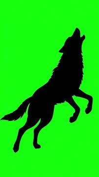 Shadow silhouette of a wolf howling and moving against a bright green screen background for digital video editing and motion graphics
