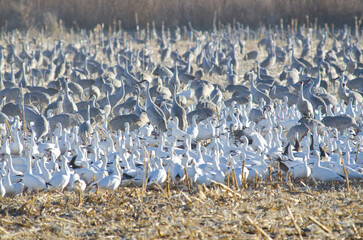 Fototapeta premium Thousands of Sandhill Cranes and Canadian Geese in Bosque Del Apache