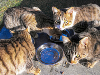 Hungry Cats  © Paul