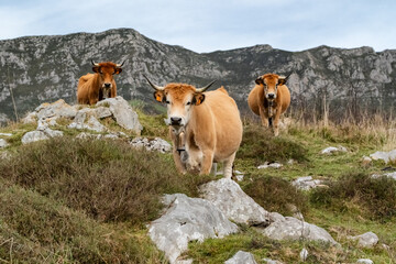 Asturiana de los Valles cattle grazing on mountain pasture in Asturias, Spain © Mazur Travel