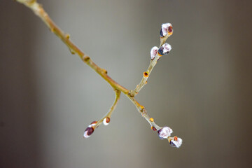 Close-up of pussy willow buds on a branch against soft grey background © Koit Kõrvel