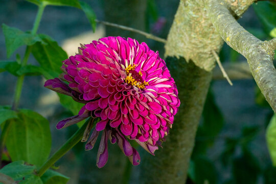 Violette Zinnie Benarys Giant Bl&uuml;te unscharfem gr&uuml;nem Bl&auml;tter Hintergrund