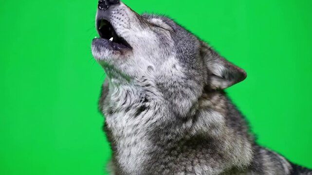 Grey wolf howling loudly with wide open mouth displaying sharp teeth against green screen background
