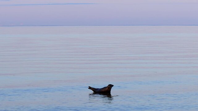 a wild grey seal in the open baltic sea 4k video