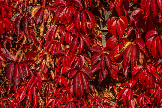 Red Virginia creeper leaves covering a wall in autumn sunlight, vivid Parthenocissus quinquefolia foliage forming a rich seasonal natural background