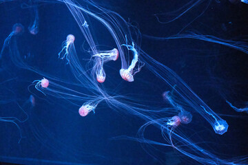 Small striped jellyfish trailing long tentacles in blue light © Tineplate