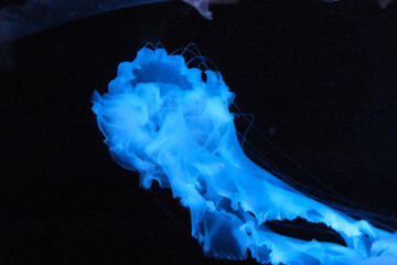 Frilled jellyfish glowing blue against a black background © Tineplate