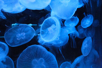 Dense group of moon jellyfish glowing in blue light © Tineplate