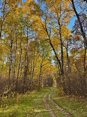 Fototapeta premium Autumn Trail Through a Golden Woodland