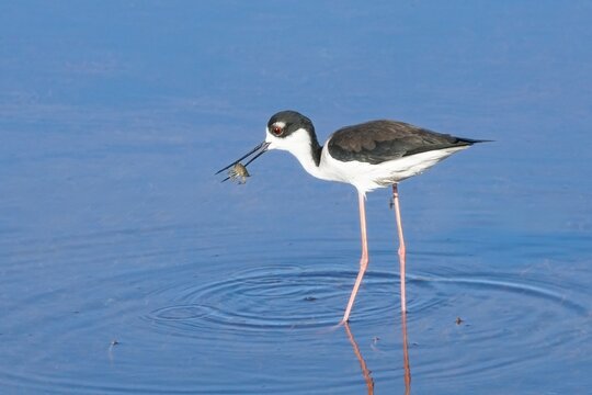 Black Necked Stilt Wading Bird Catching Small Crustacean in Shallow Blue Water
