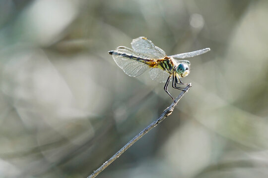 Blue Dasher Dragonfly Perched on Slender Twig with Transparent Wings and Soft Blurred Background