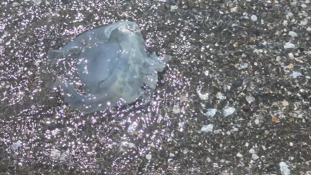 Translucent jellyfish stranded on a shoreline with shells and pebbles. Being pulled back into the glistening sea by a gentle incoming tide. Symbolizing nature's cycle and the fragility of marine life