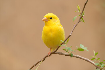 Fototapeta premium A bright yellow canary perched on a slender branch with green leaves against beige