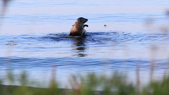 a wild grey seal in the open baltic sea 4k video