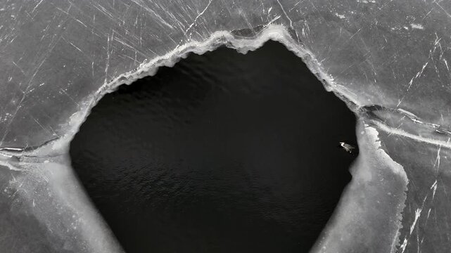 Common Loon, Great northern diver, (Gavia immer), Injured juvenile loon unable to fly, Bird trapped in an open water hole on a frozen lake, Region of La Mauricie, Province of Quebec, Canada, North Am