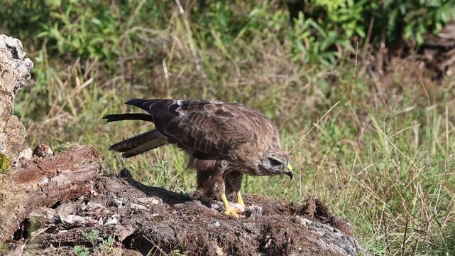 Common buzzard (Buteo buteo) Germany