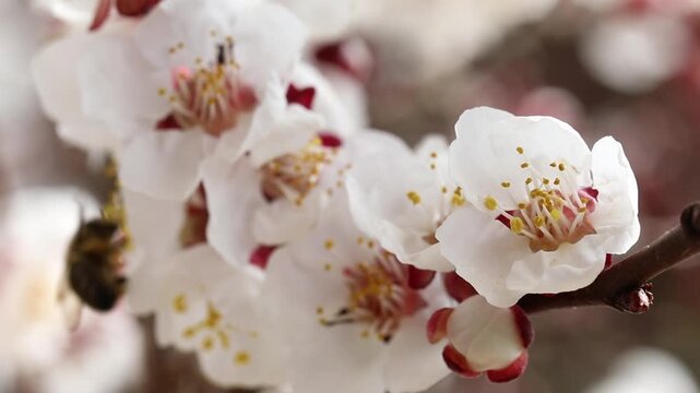 Apricot tree, apricot blossom, blossoming apricot branch, apricot (Prunus armeniaca), Austria