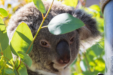Koala © Scott