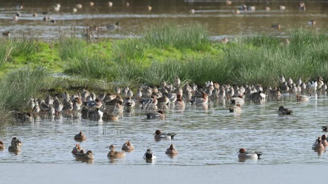 Eurasian Wigeon, Mareca penelope, birds on winter Marshes
