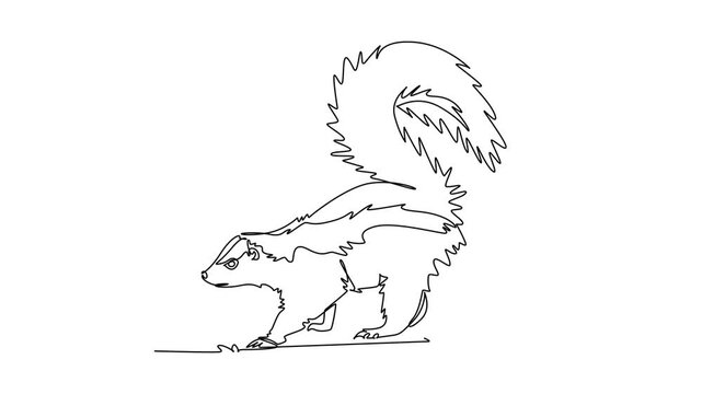 Animated self drawing of continuous line draw wild skunk walking with large bushy tail raised high in defensive warning posture, distinct traits of woodland wildlife. Full length single line animation