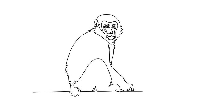Self drawing animation of single line draw fluffy Japanese macaque or snow monkey resting on the forest ground while looking directly forward, it expressive face. Continuous line. Full length animated